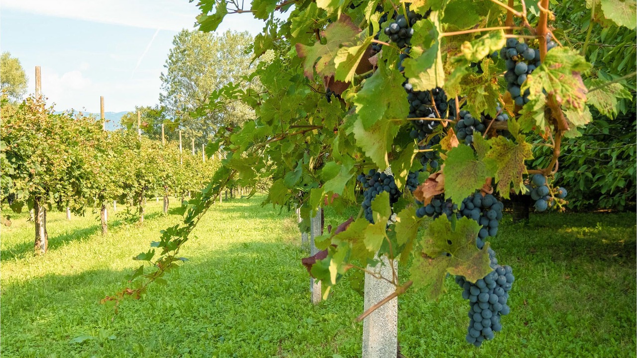 Photo of Outdoor in Fivizzano