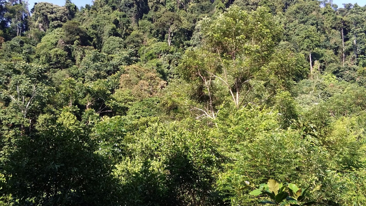 Photo of Outdoor in Batang Serangan