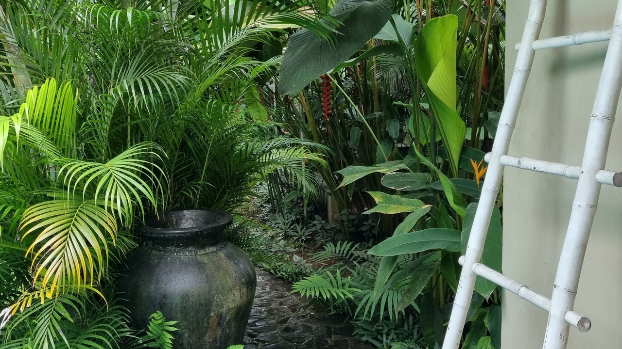 Photo of Outdoor in Lovina