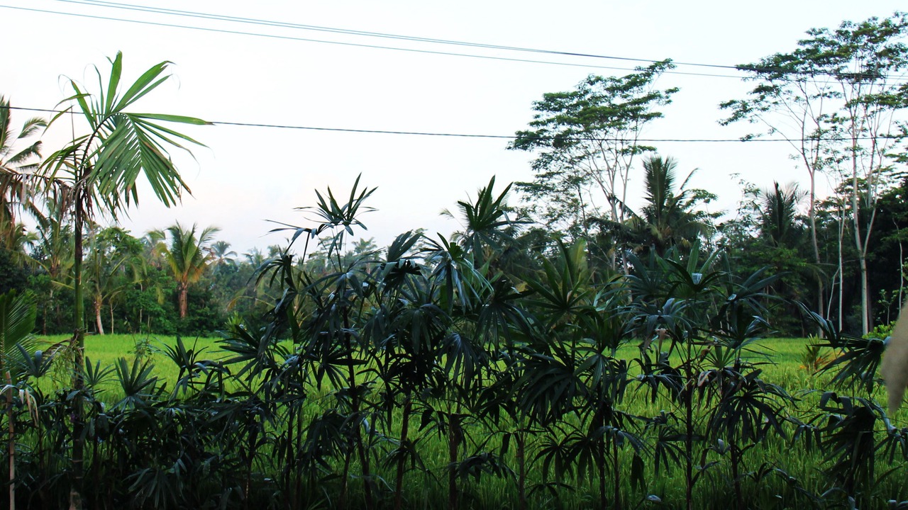 Photo of Outdoor in Tegallalang