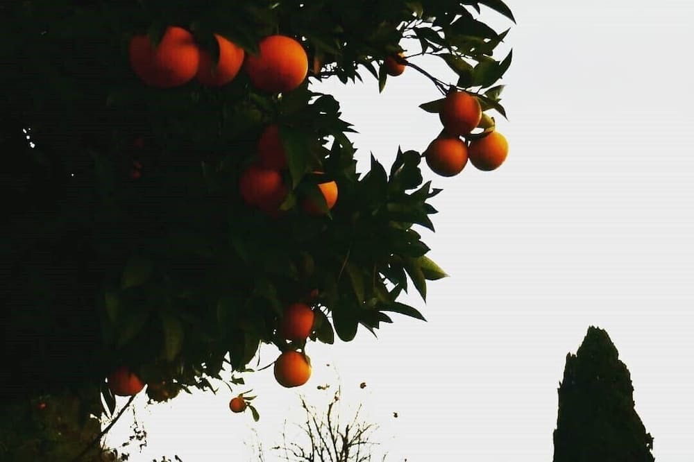 Photo of Others in Petrognano