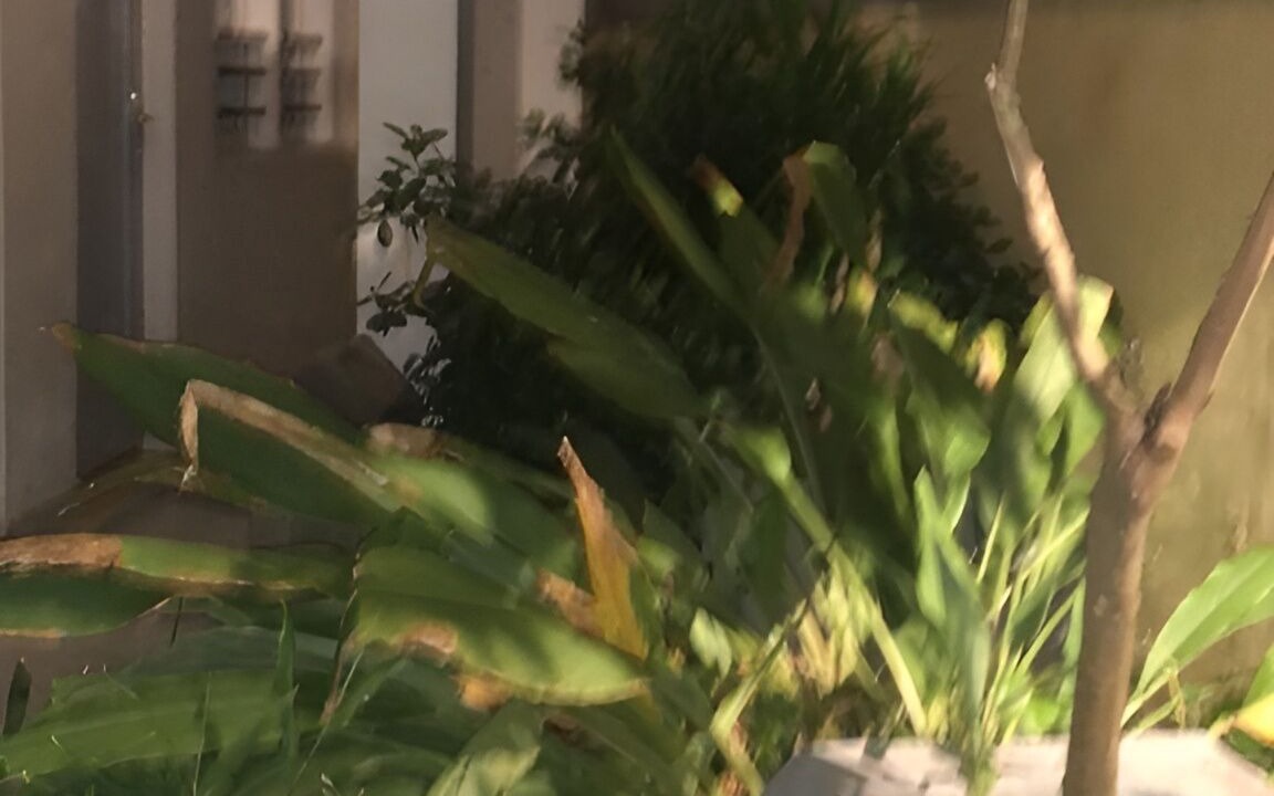 Photo of Outdoor in Negara