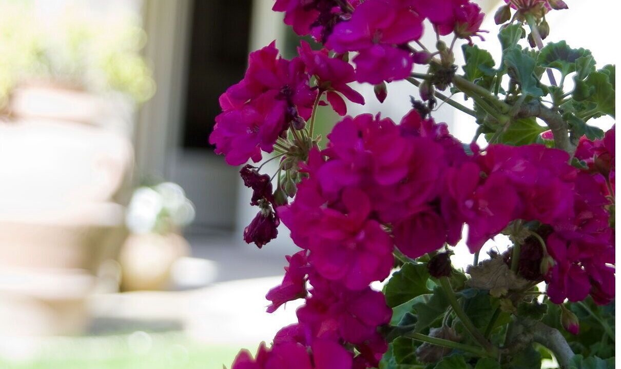 Photo of Outdoor in Numana