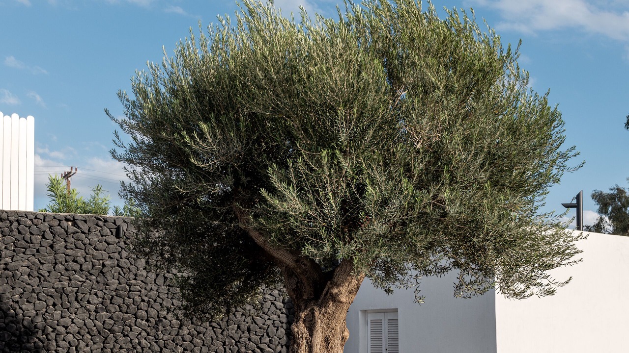 Photo of Outdoor in Agios Georgios
