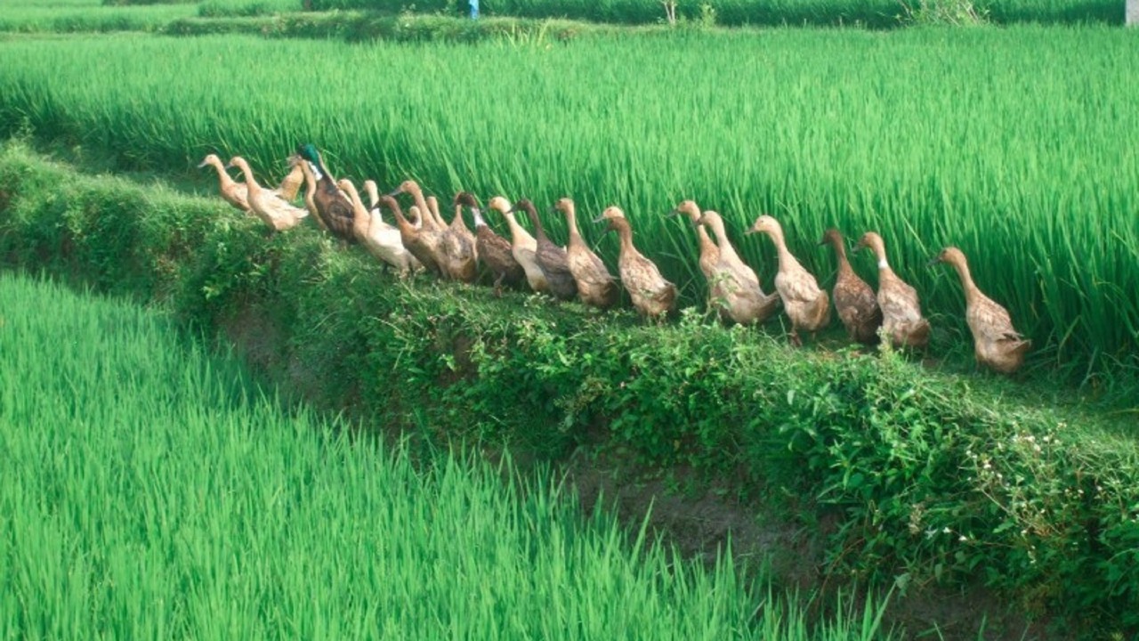 Photo of Others in Pejeng Kawan
