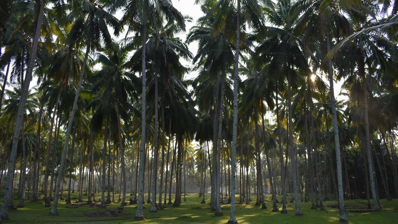 Photo of Outdoor in South Krui