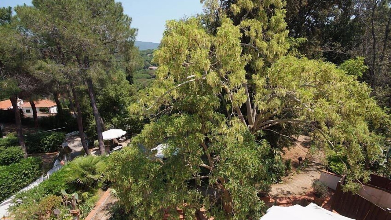 Photo of Outdoor in Procchio