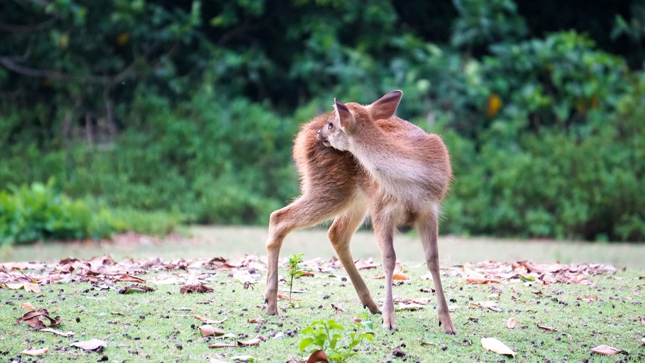 Photo of Others in Peucang Island