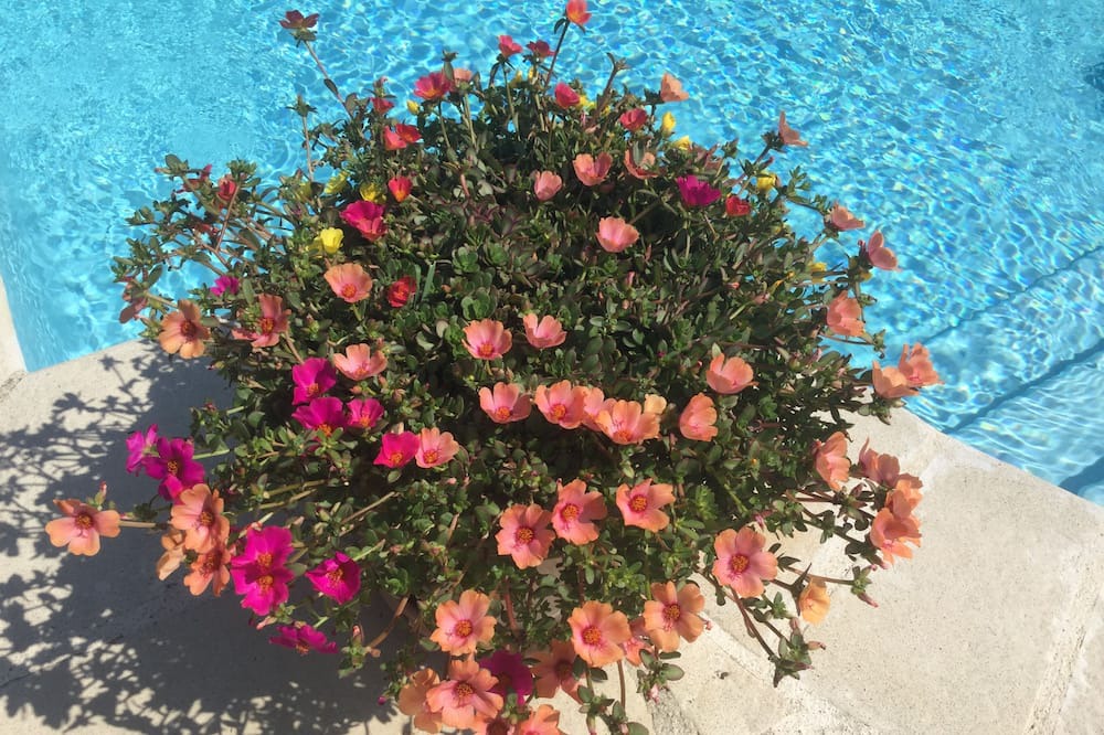 Photo of Outdoor in Le Rouret