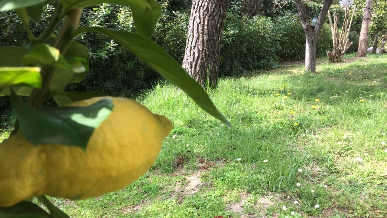 Photo of Outdoor in La Colle-sur-Loup