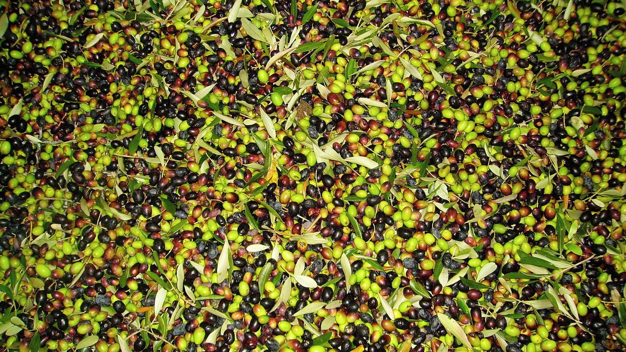 Photo of Outdoor in Petrognano