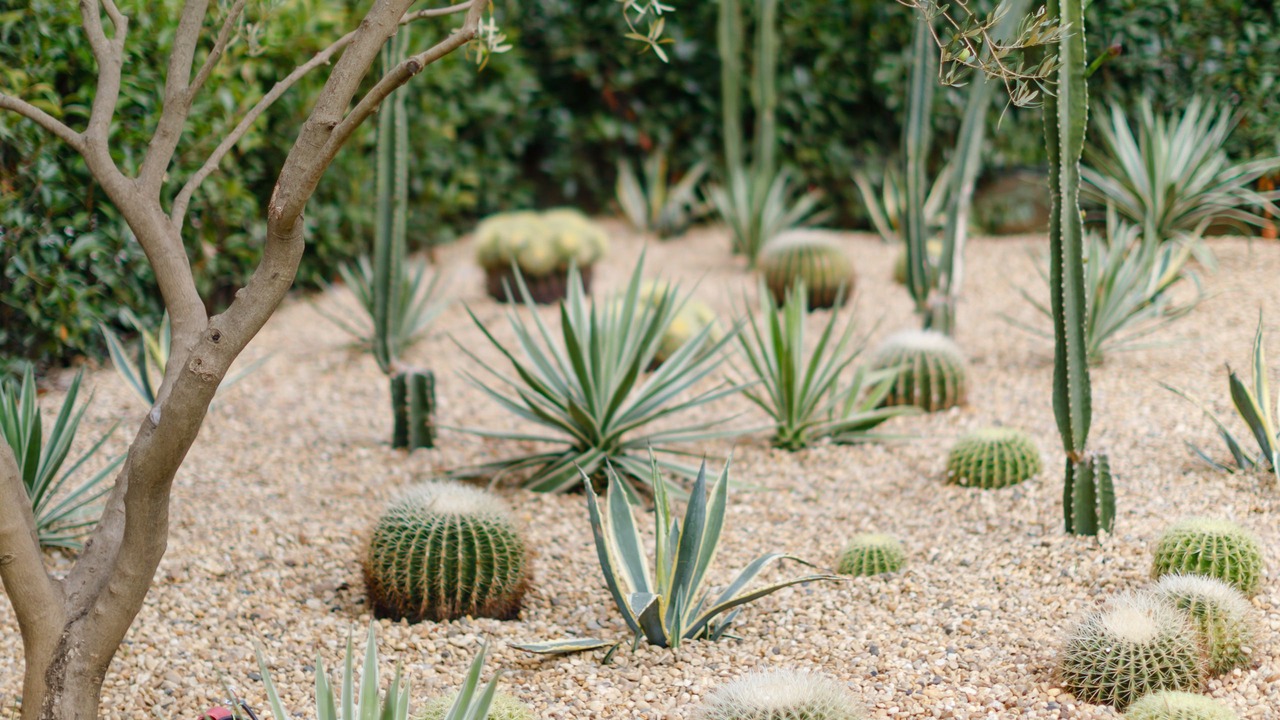 Photo of Outdoor in California - Pezou