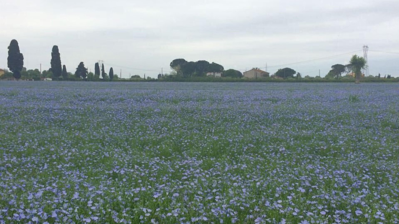 Photo of Outdoor in Latignano