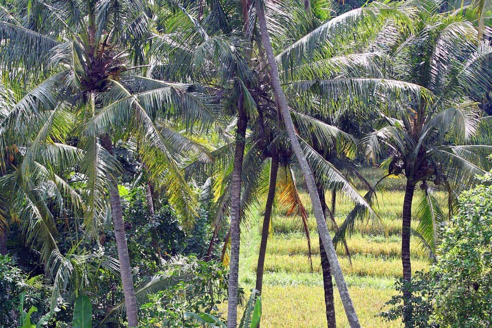 Photo of Outdoor in Bengkel