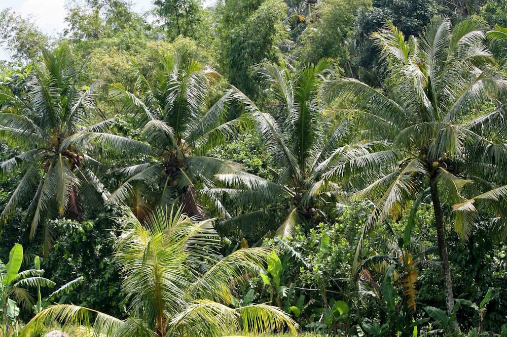 Photo of Outdoor in Bengkel