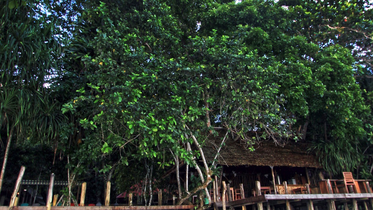 Photo of Others in Waisai