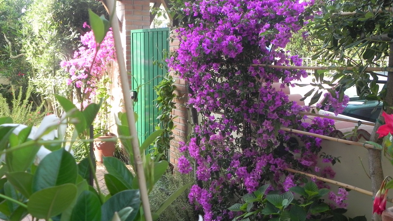 Photo of Outdoor in Lido di Camaiore