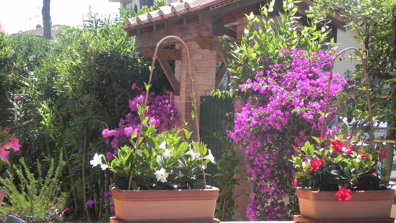 Photo of Outdoor in Lido di Camaiore