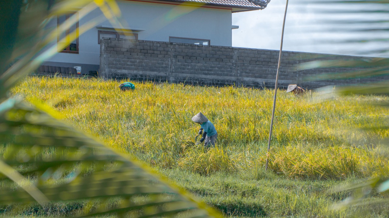 Photo of Others in East Selemadeg