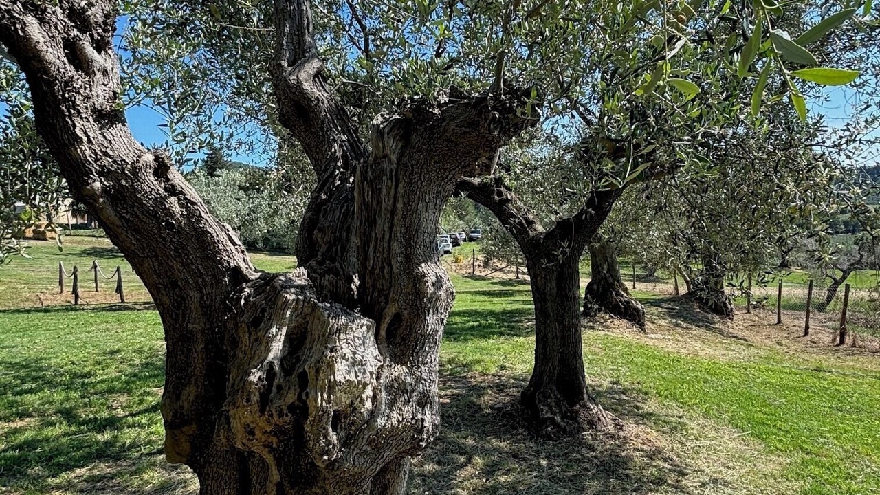 Photo of Outdoor in Castagneto Carducci
