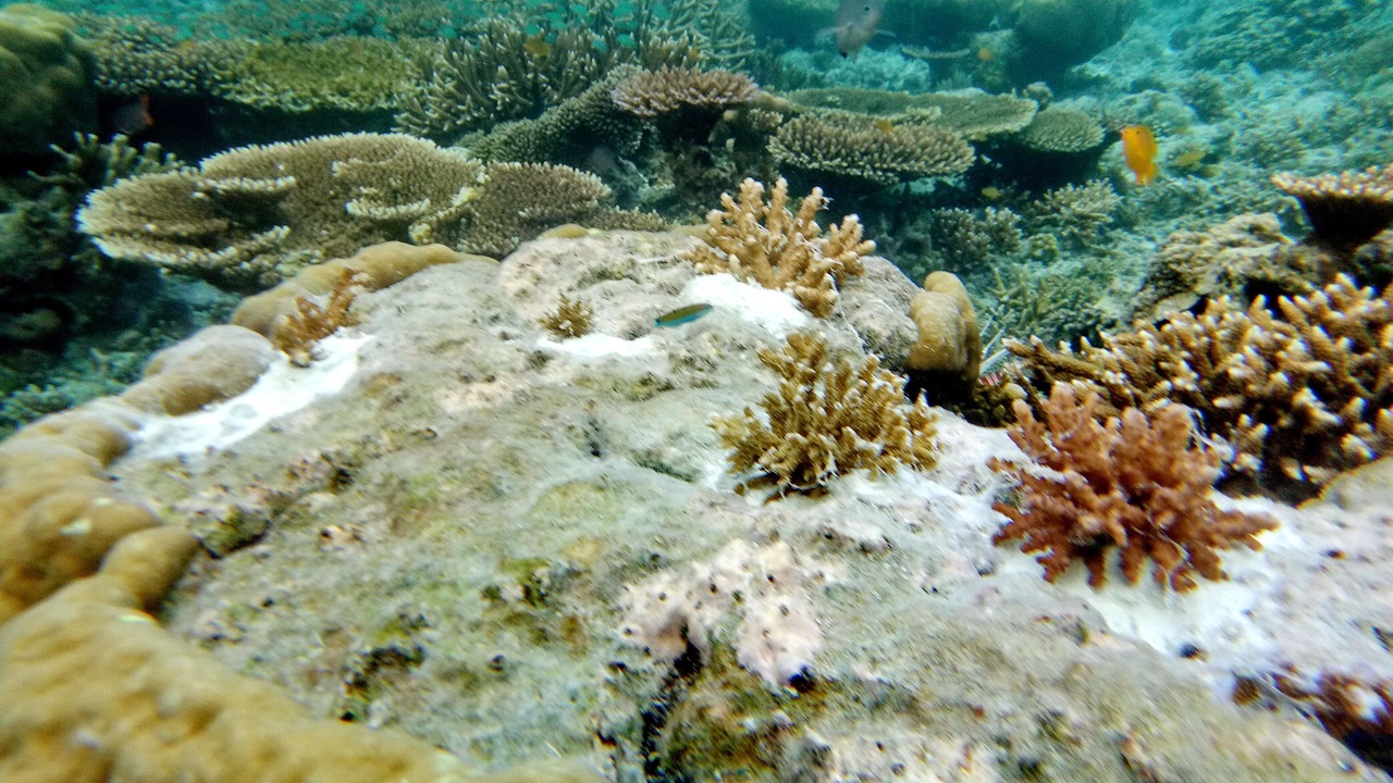 Photo of Others in Mansuar Island