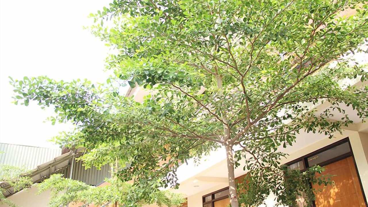 Photo of Outdoor in Rajabasa