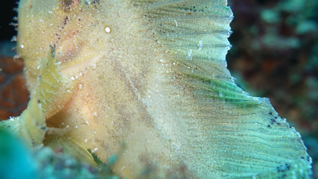 Photo of Others in Maumere