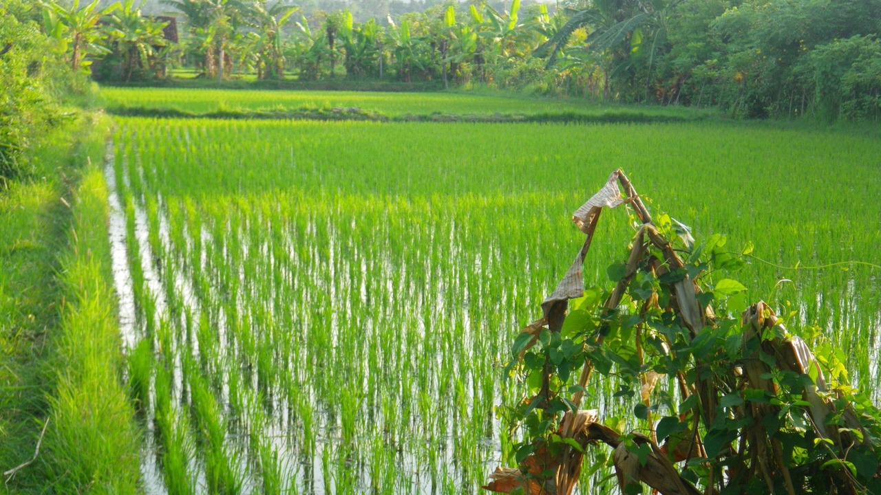 Photo of Outdoor in Banjartegehe