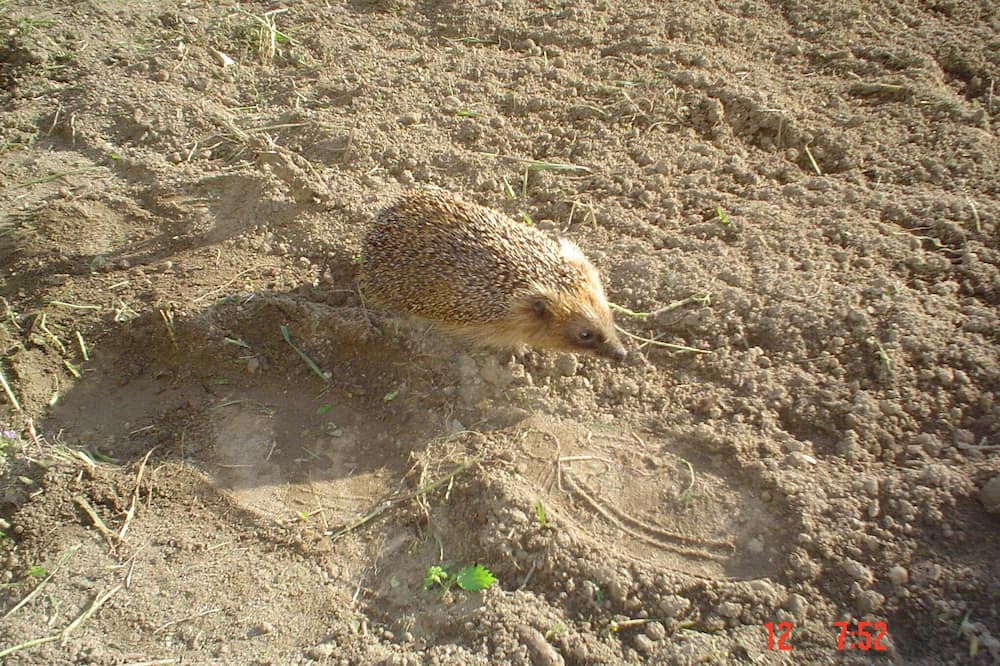 Photo of Others in Zanca