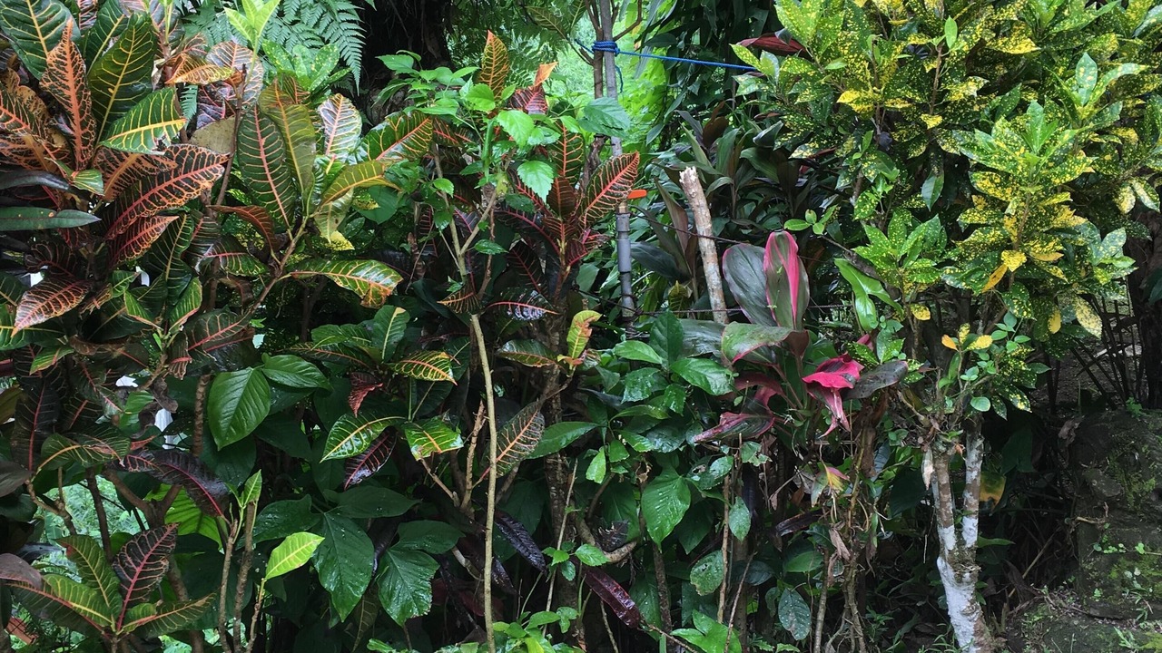 Photo of Outdoor in Penestanan