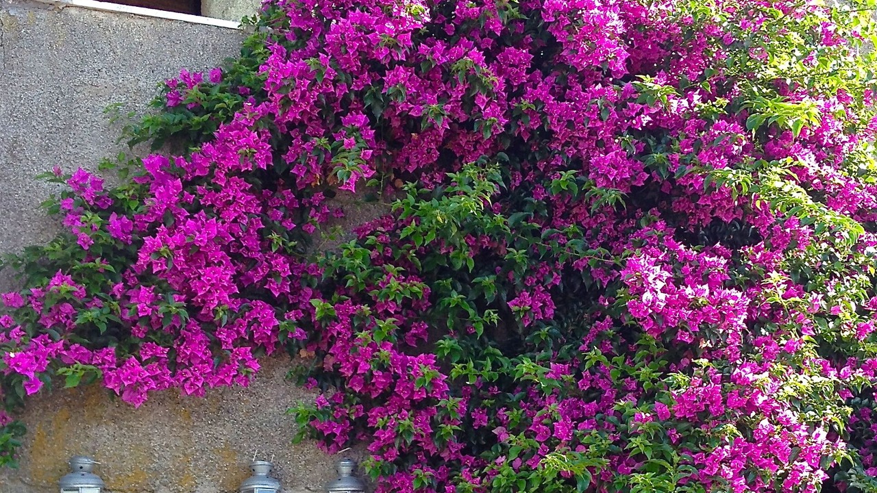 Photo of Outdoor in Fosdinovo
