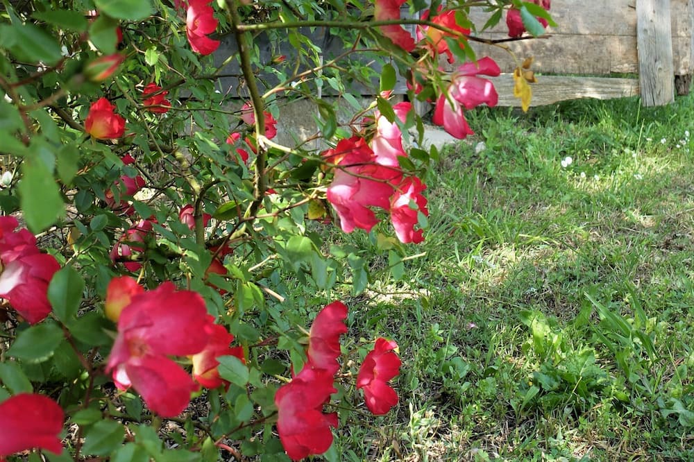 Photo of Outdoor in Stiava