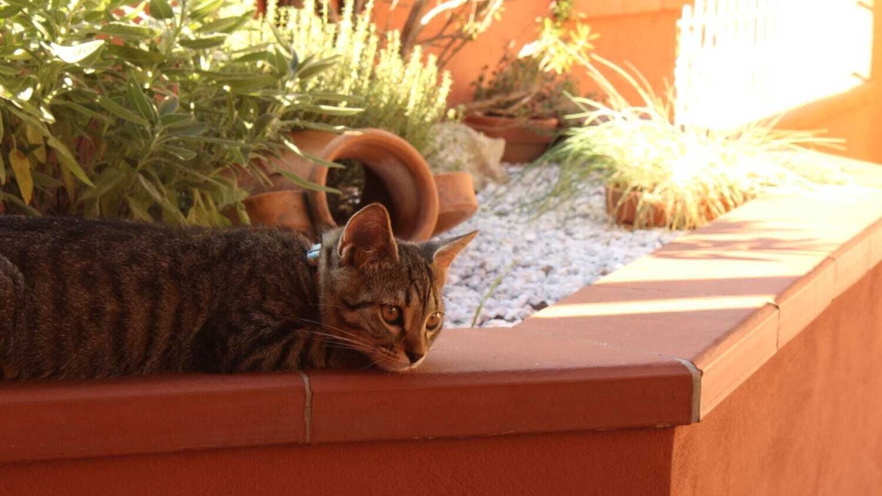 Photo of Outdoor in Massarosa