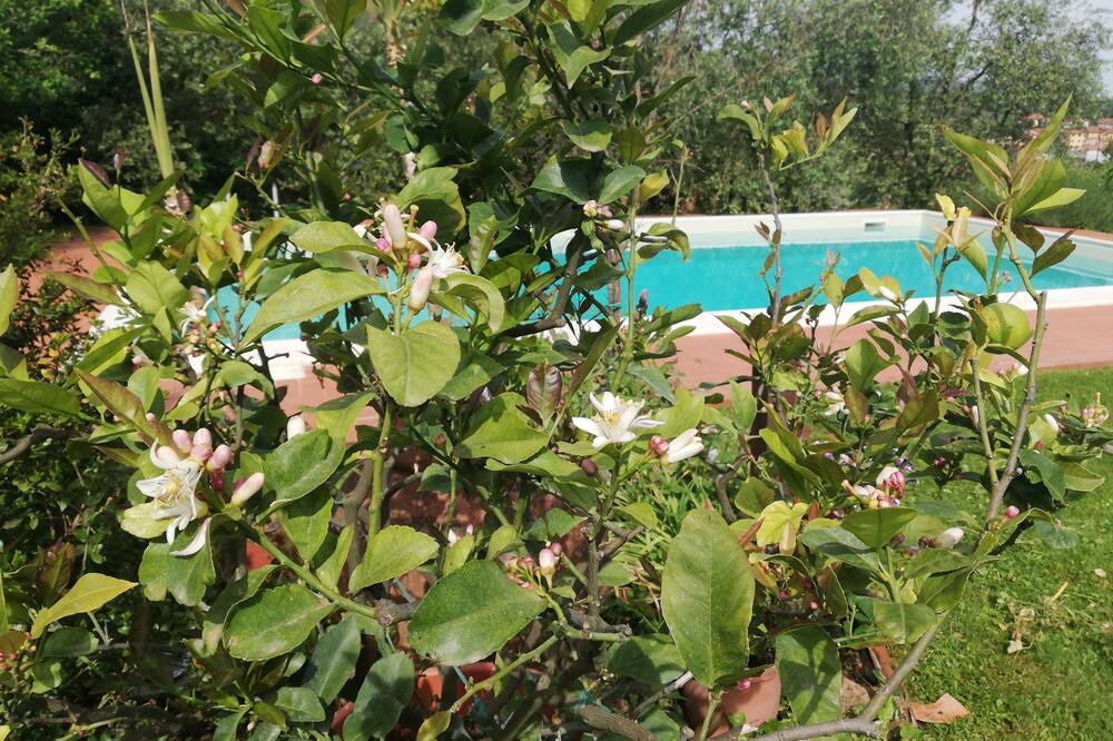 Photo of Outdoor in Cavriglia