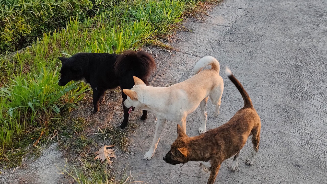 Photo of Outdoor in Kenderan