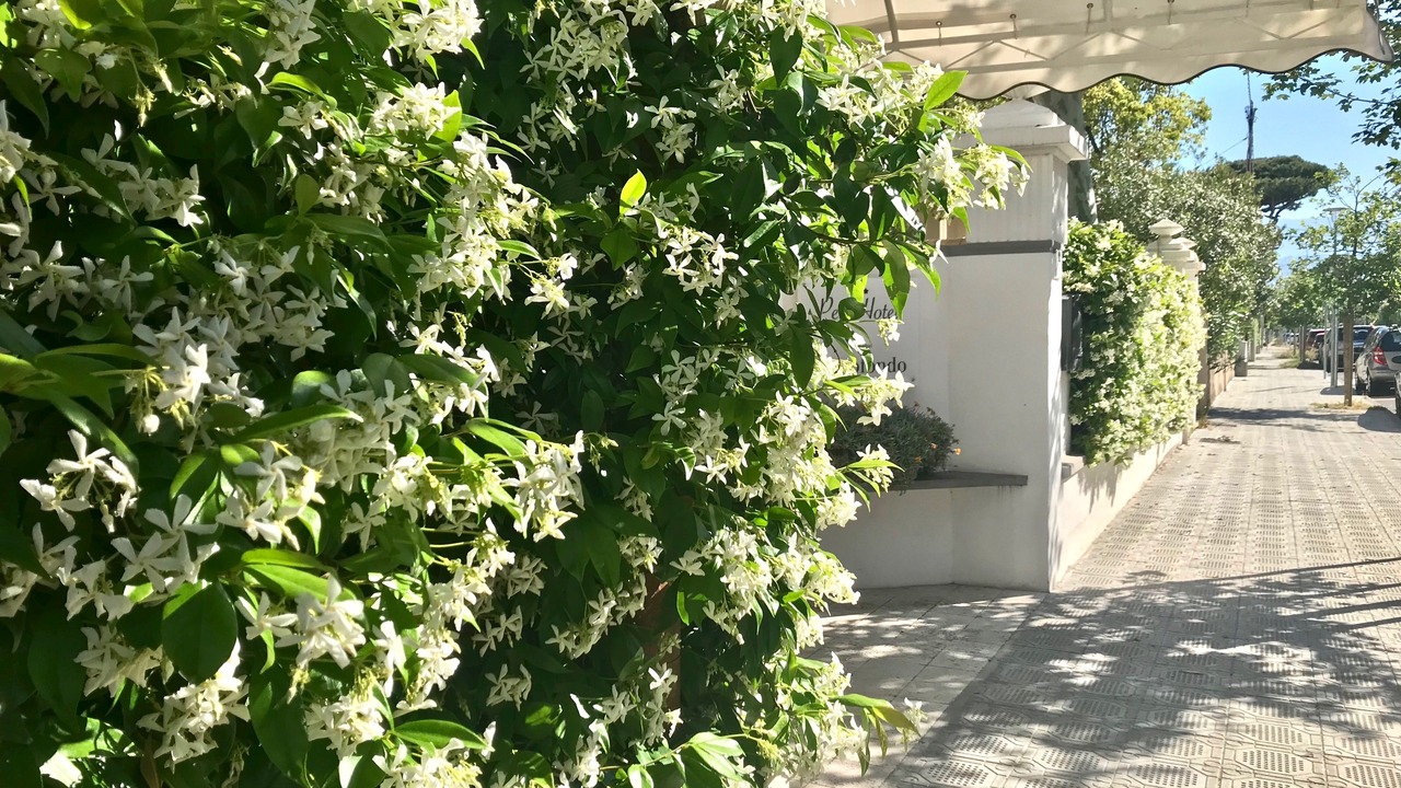 Photo of Outdoor in Lido di Camaiore