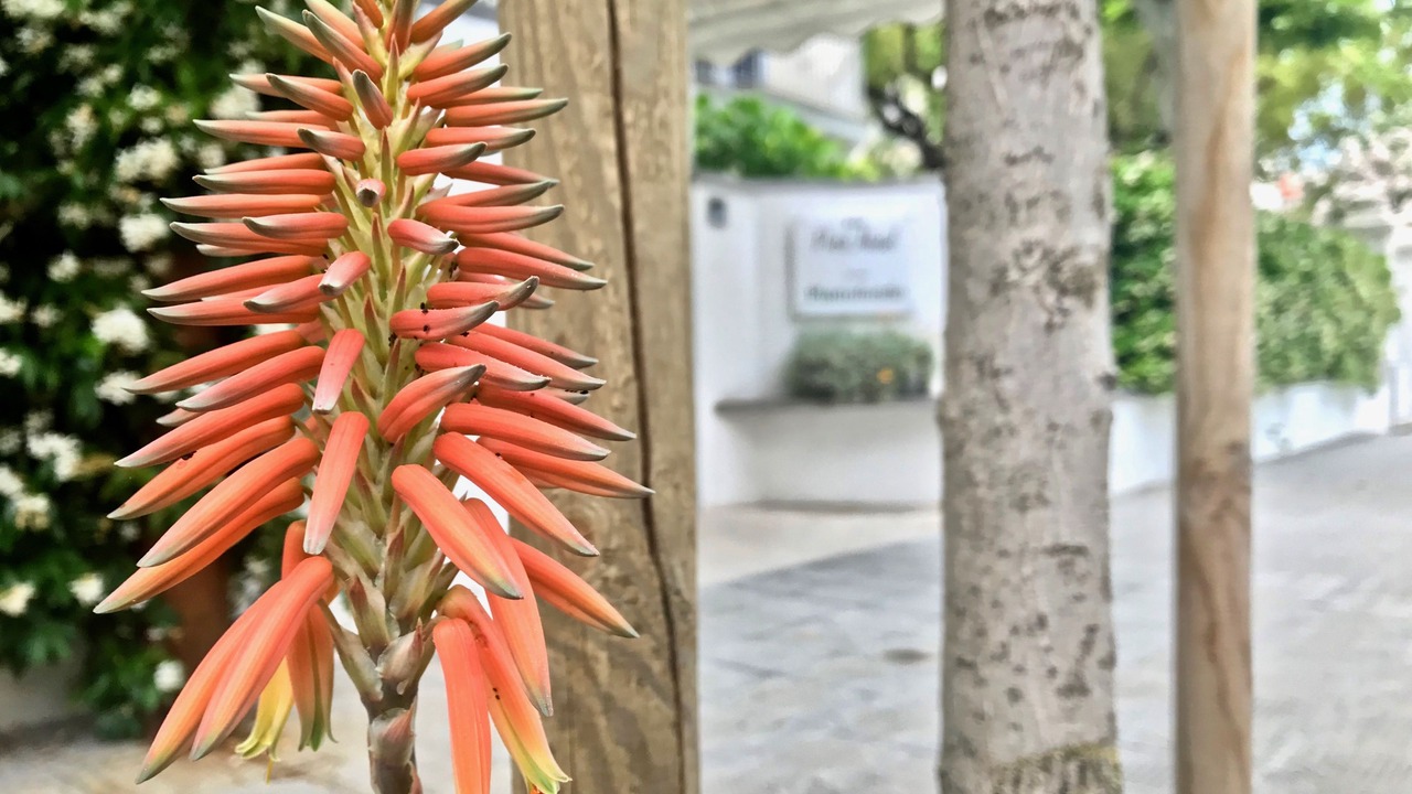 Photo of Outdoor in Lido di Camaiore