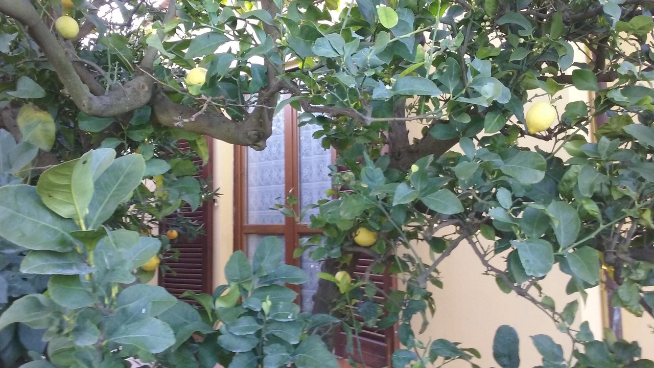 Photo of Outdoor in Donoratico