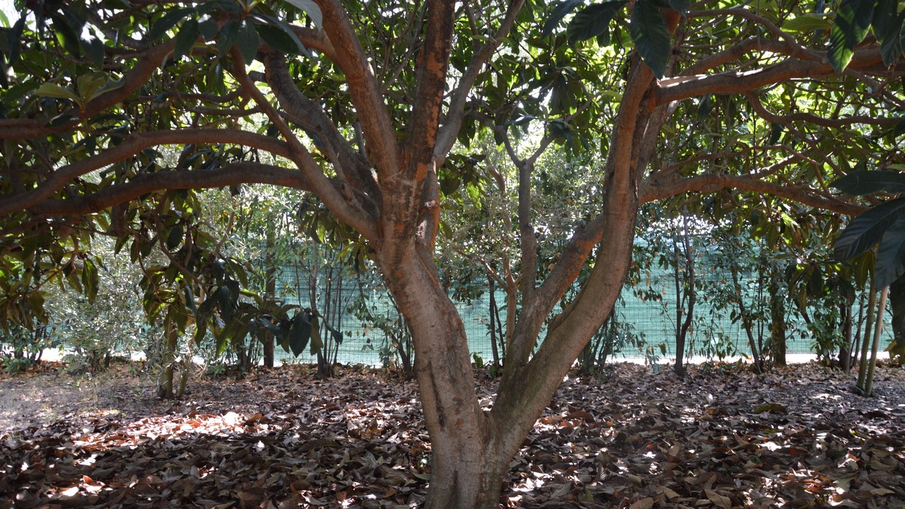 Photo of Outdoor in Donoratico