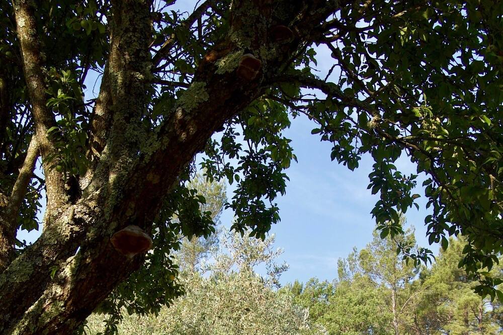 Photo of Outdoor in Saint-Paul-en-Foret