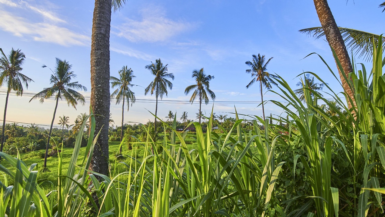Photo of Outdoor in Sukasada