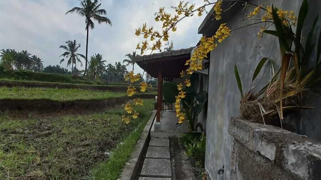 Photo of Outdoor in Tegallalang