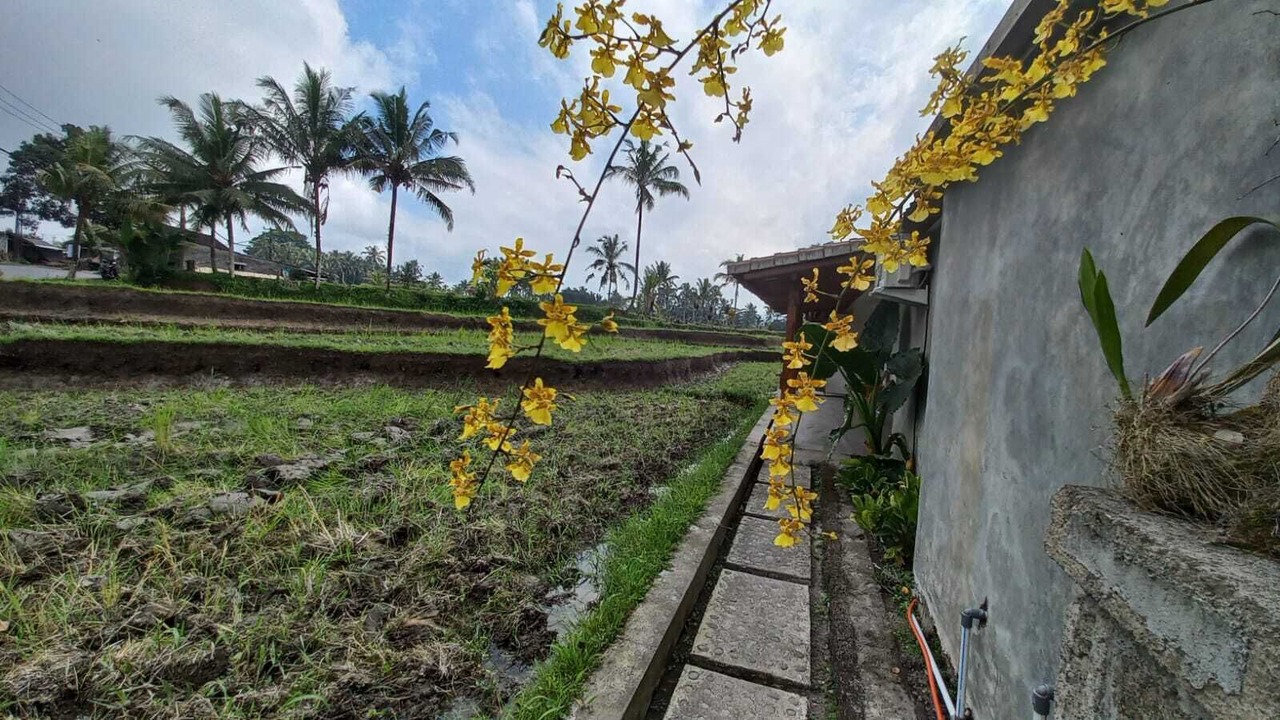Photo of Outdoor in Tegallalang