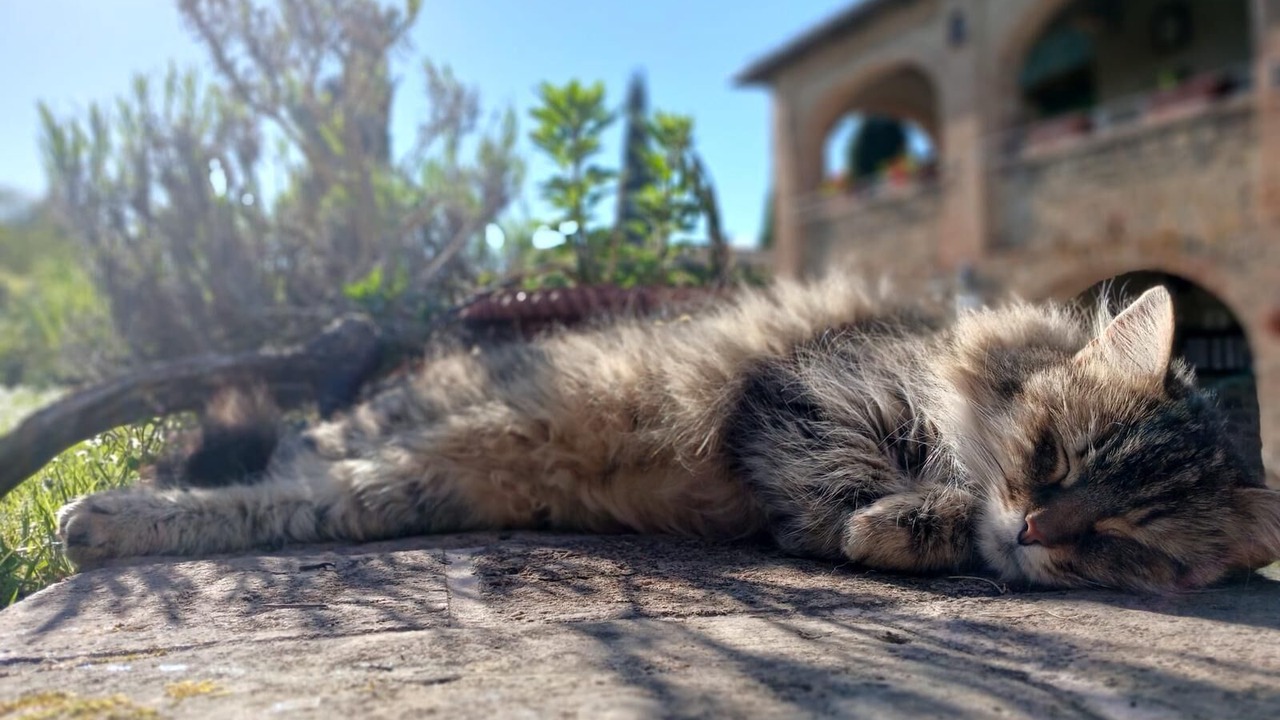 Photo of Outdoor in Crocina