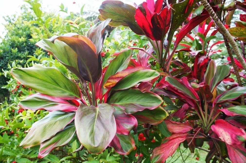 Photo of Outdoor in Tabanan
