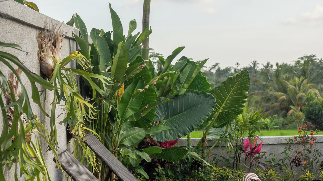Photo of Outdoor in Sebatu