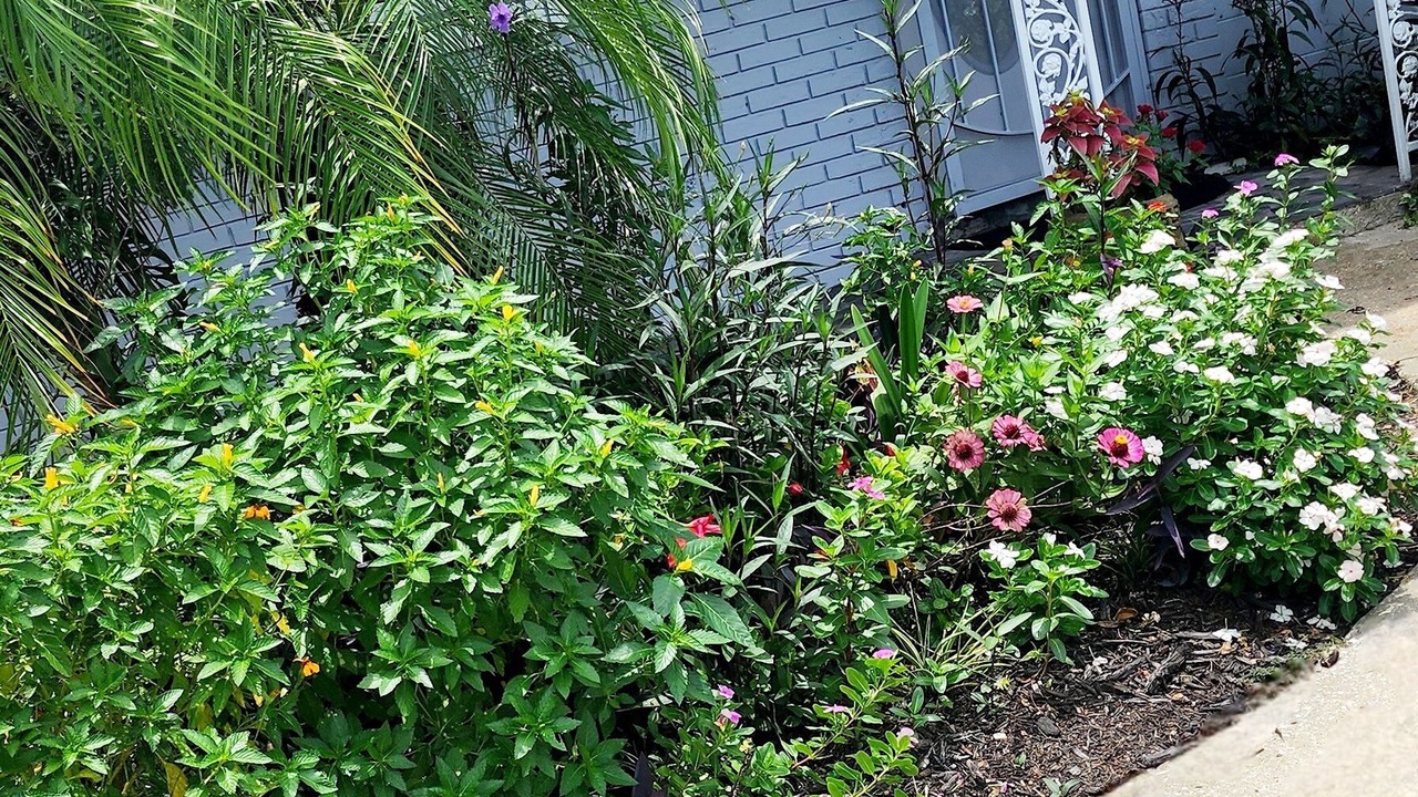 Photo of Outdoor in Northwest Orlando