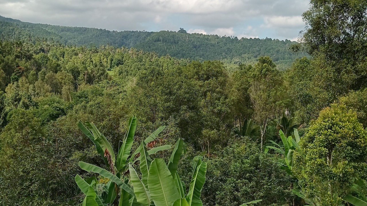 Photo of Outdoor in Munduk