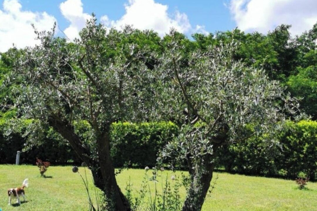 Photo of Outdoor in Gragnola