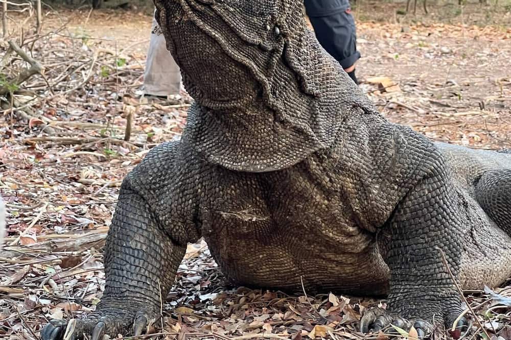 Photo of Others in Komodo